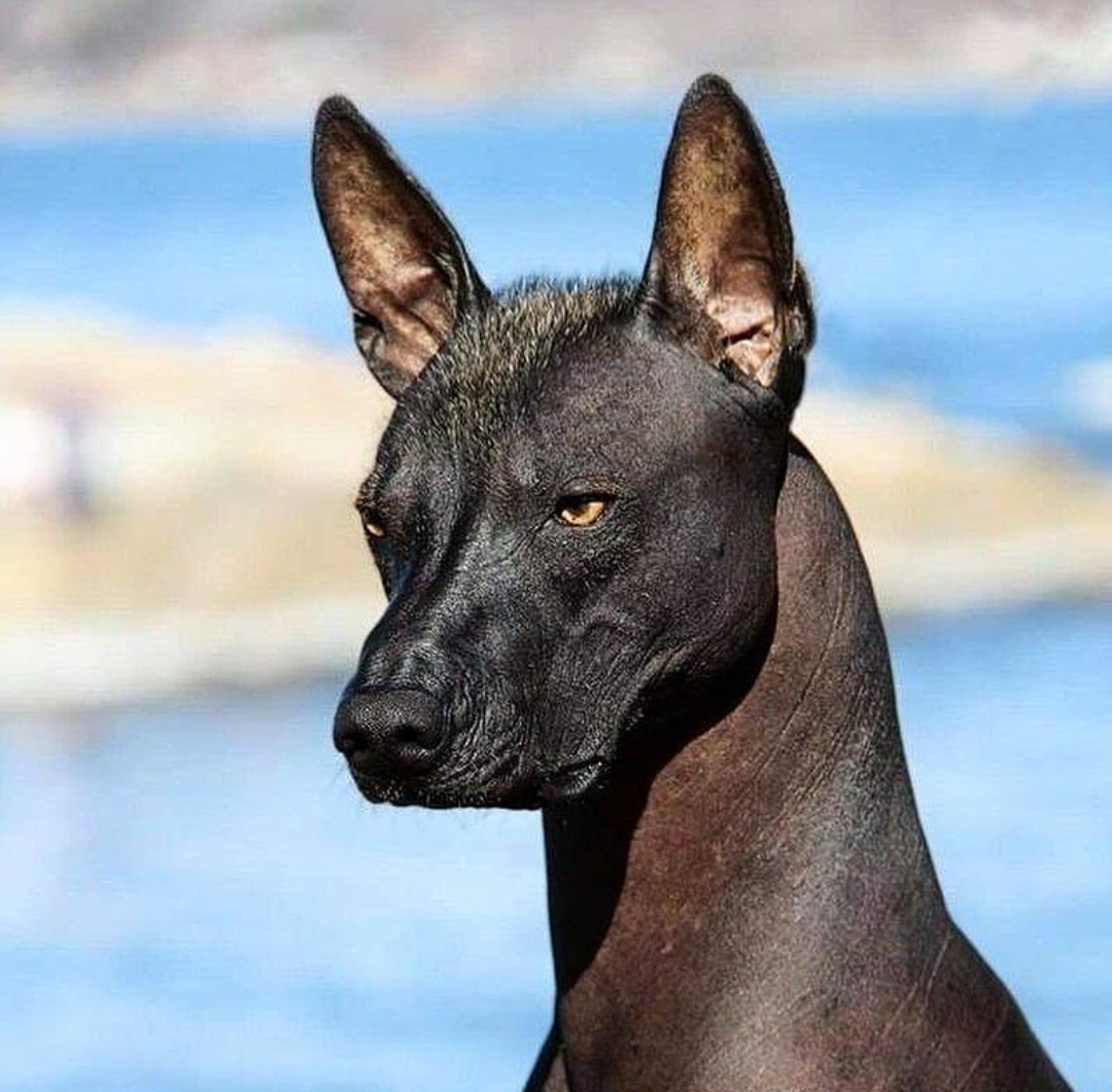 самая редкая собака в мире фото