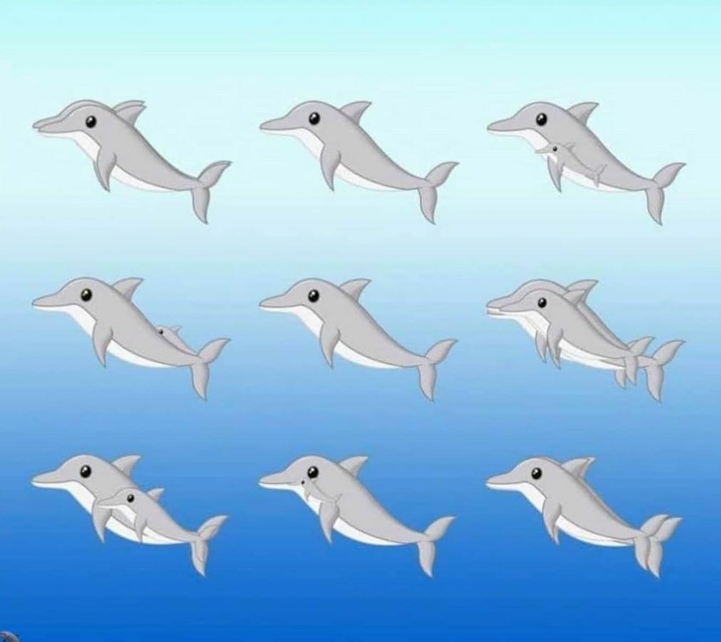 Найди дельфина